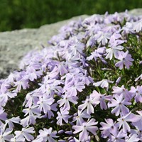 Kruipende Vlambloem Emerald Cushion Blue - Phlox subulata (Sixpack)