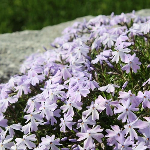 Kruipende Vlambloem Emerald Cushion Blue - Phlox subulata (Sixpack)
