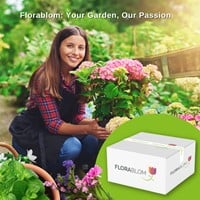 Cyclamen Hederifolium-2