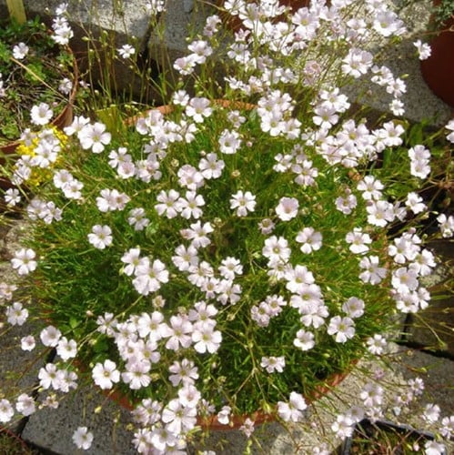 Gypsophila repens Alba - Kruipend gipskruid
