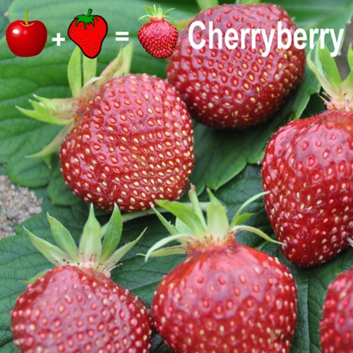 2x Aardbeien planten Cherryberry - Fragaria