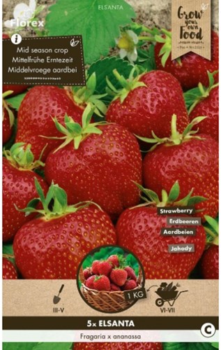 Aardbei Elsanta - Fragaria