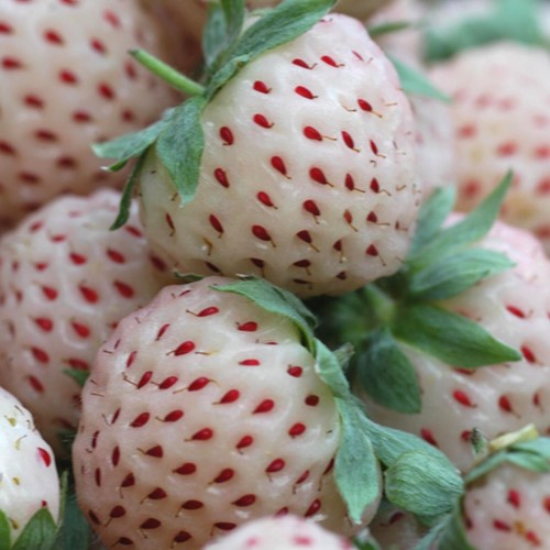 Aardbei White Pineberry - Fragaria