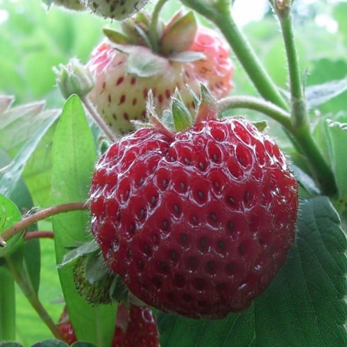 Aardbei Framberry - Fragaria