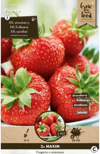 Aardbei Maxim