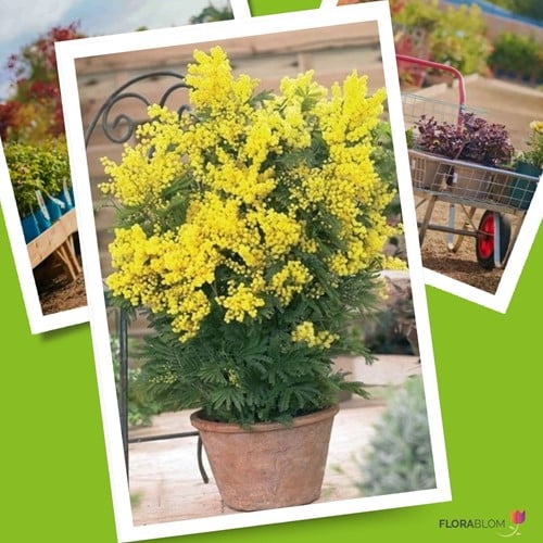 Acacia dealbata - Mimosa (Potplant)