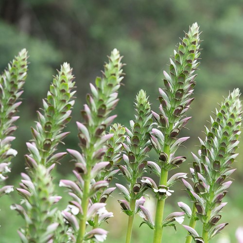 Acanthus - Acanthus mollis