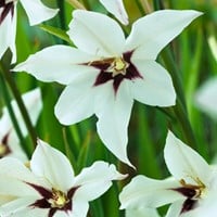 Abessijnse Gladiool (Gladiolus Murielae)