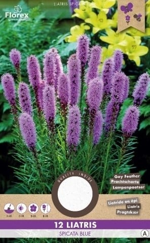 Lampepoetser - Liatris Spicata-2