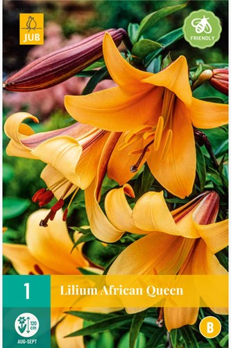 Lelie African Queen - Lilium trumpet