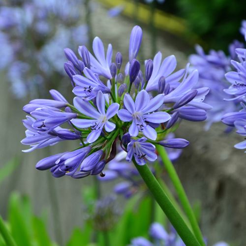Agapanthus Blauw