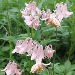 Akelei Biedermeier - Aquilegia potplant