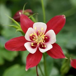 Akelei - Aquilegia Crimson Star potplant