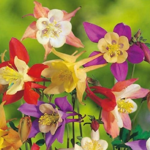 Aquilegia Mix