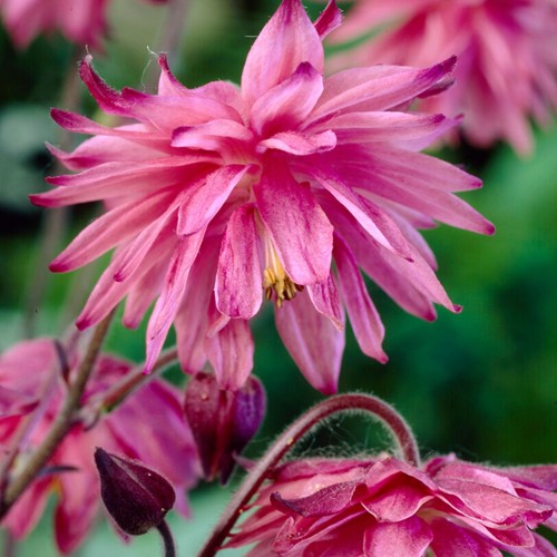 Aquilegia Pink Barlow - Akelei