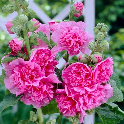 Stokroos Chater's double pink - Alcea rosea Roze
