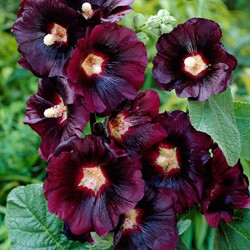 Stokroos Zwart - Alcea rosea