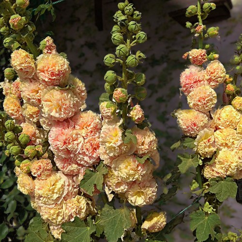 Alcea rosea Peaches 'n Dreams - Stokroos