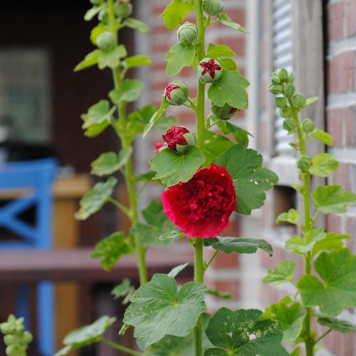 Alcea rosea Rood - Stokroos