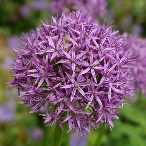 Allium Aflatunense  - Sierui (Grootverpakking)