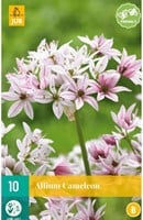Allium Cameleon - Sierui-2
