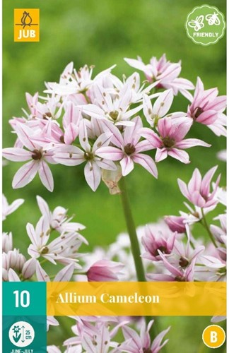 Allium Cameleon - Sierui-2
