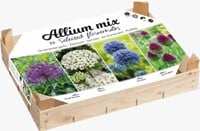 Allium Collectie Box