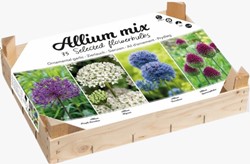 Allium Collectie Box