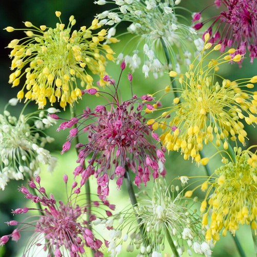 Allium Mix - Sierui