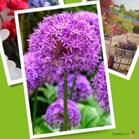 Allium Giganteum - Sierui-3