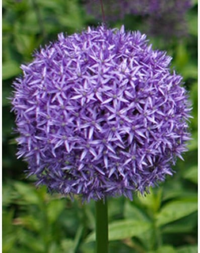 Reuzen Allium Globemaster - Sierui