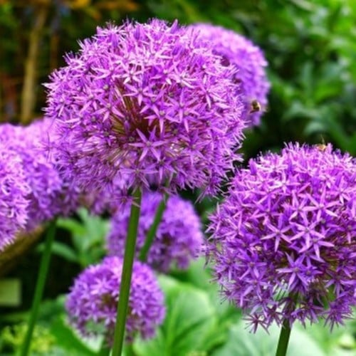 Allium Giganteum - Sierui