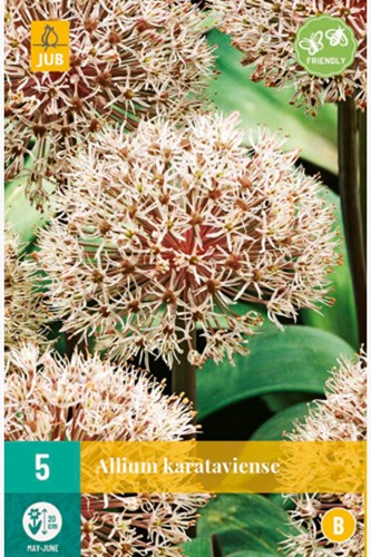 Allium Karataviense – Sierui
