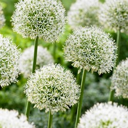 Allium Mont Blanc – Sierui