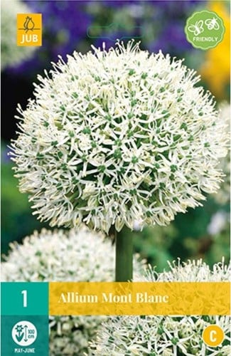 Allium Mont Blanc – Sierui