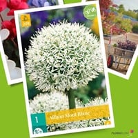 Allium Mont Blanc – Sierui-3