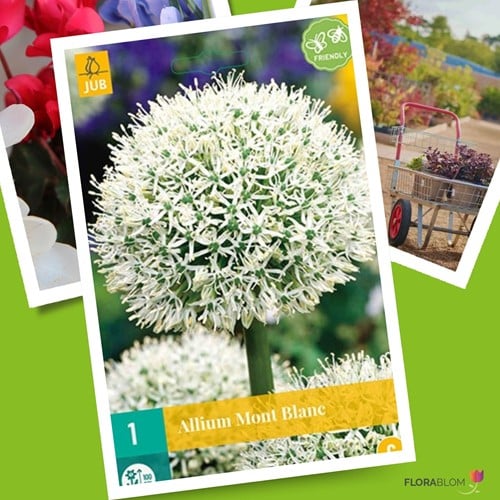 Allium Mont Blanc – Sierui-3
