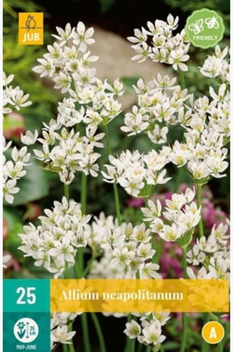 Sierui Neapolitanum - Allium