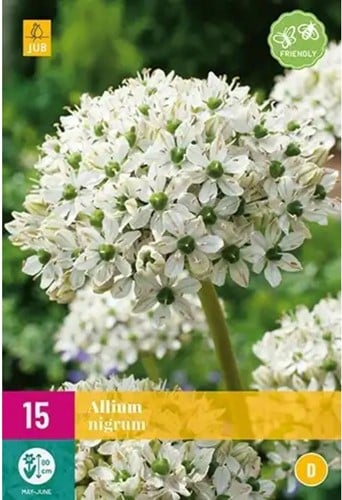 Allium Nigrum - Sierui