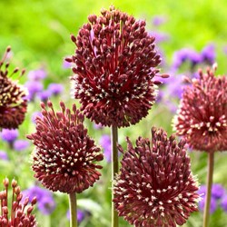 Allium Bollen - Bloembollen Kopen Allium Bollen - Bloembollen Kopen