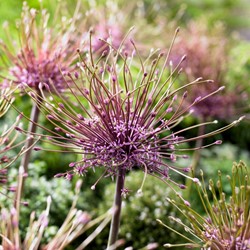 Allium Schubertii – Sierui