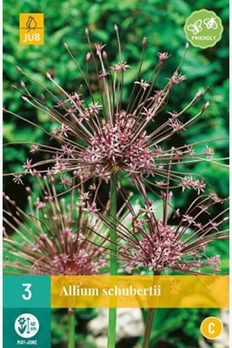 Allium Schubertii – Sierui