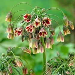 Allium Siculum - Bulgaarse ui