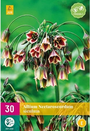 Allium Siculum - Bulgaarse ui