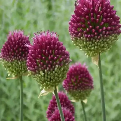 Allium Sphaerocephalon Drumstick - Sierui