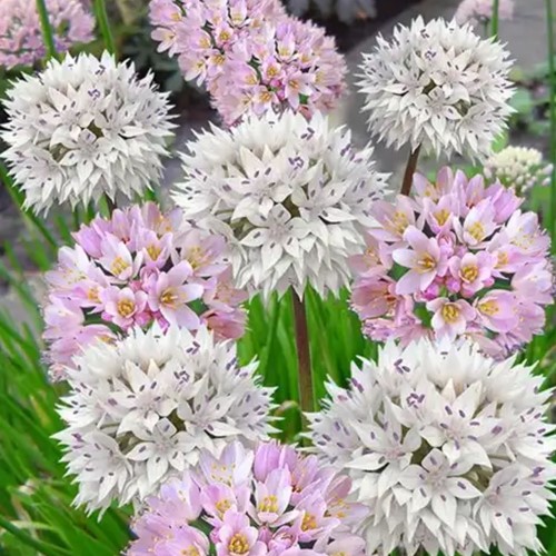 Alliums Roseum & Amplectens Mix