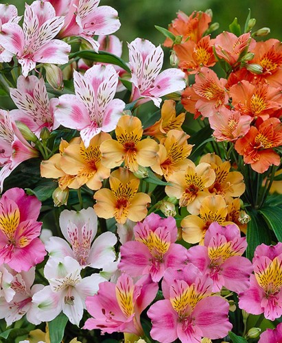 Alstroemeria Gemengd - Incalelie