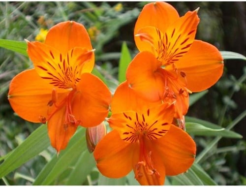 Alstroemeria Orange King - Incalelie