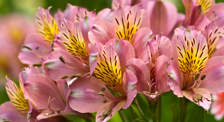 Alstroemeria - specificatie & plantinstructies