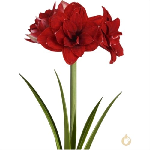 Amaryllis Dubbelbloemig Rood - Hippeastrum
